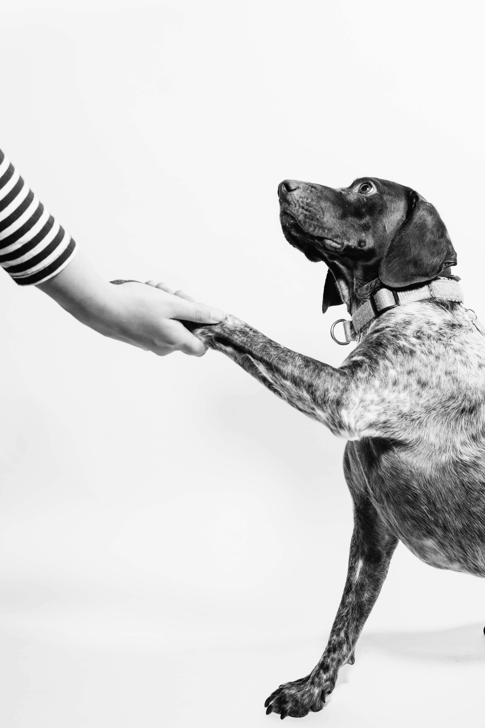A person gently holding their dog’s paw